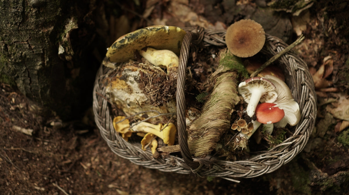 a basket filled with lots of different types of mushrooms