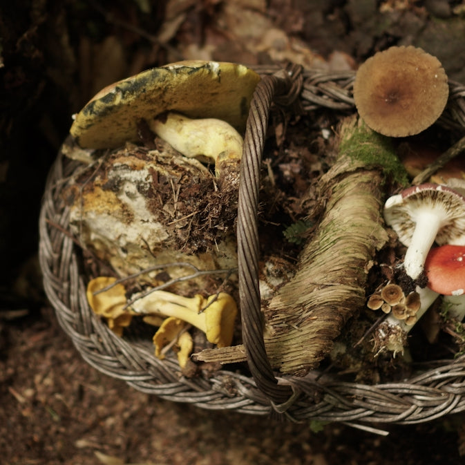 a basket filled with lots of different types of mushrooms