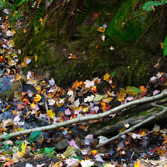 a fire hydrant surrounded by fallen leaves in a forest
