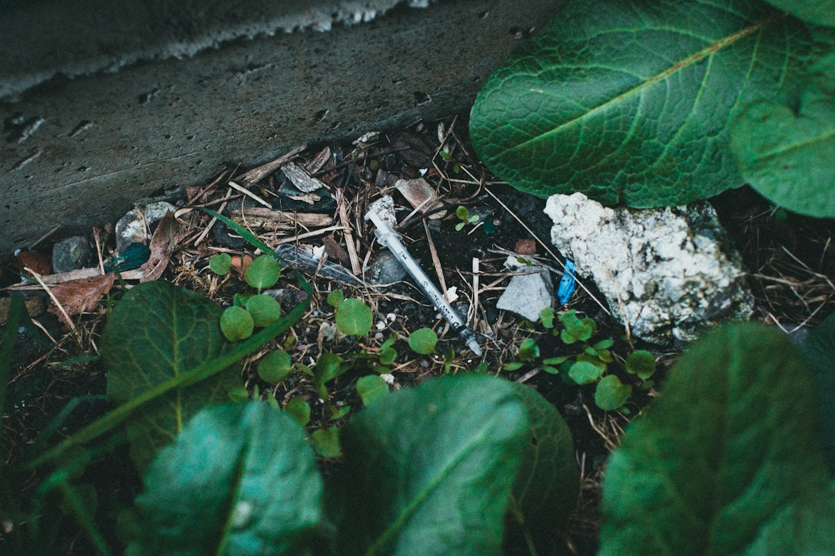 a small insect on the ground