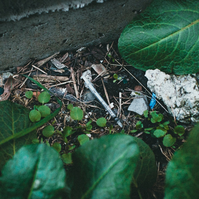 a small insect on the ground