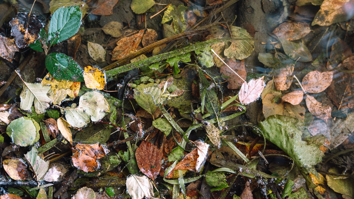 a bunch of leaves that are on the ground