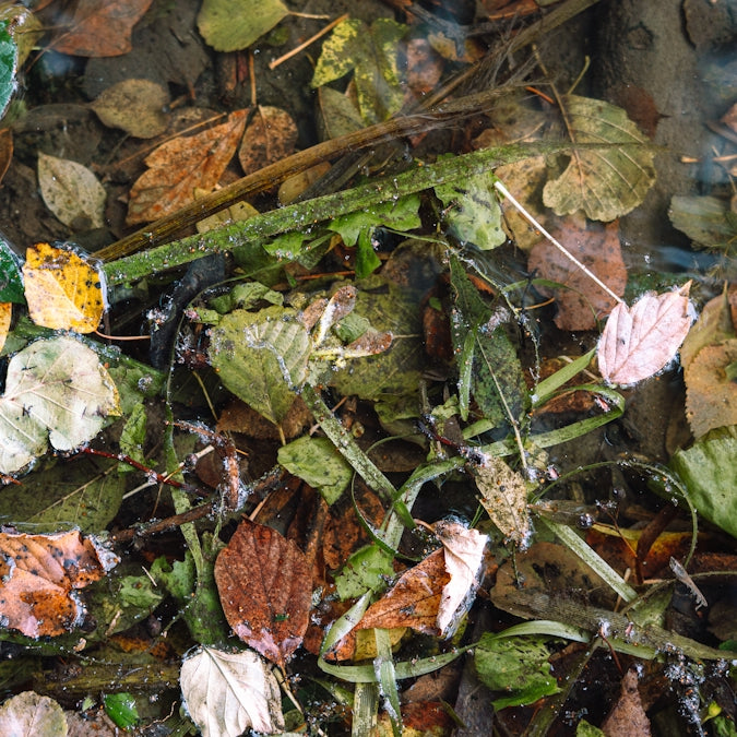 a bunch of leaves that are on the ground