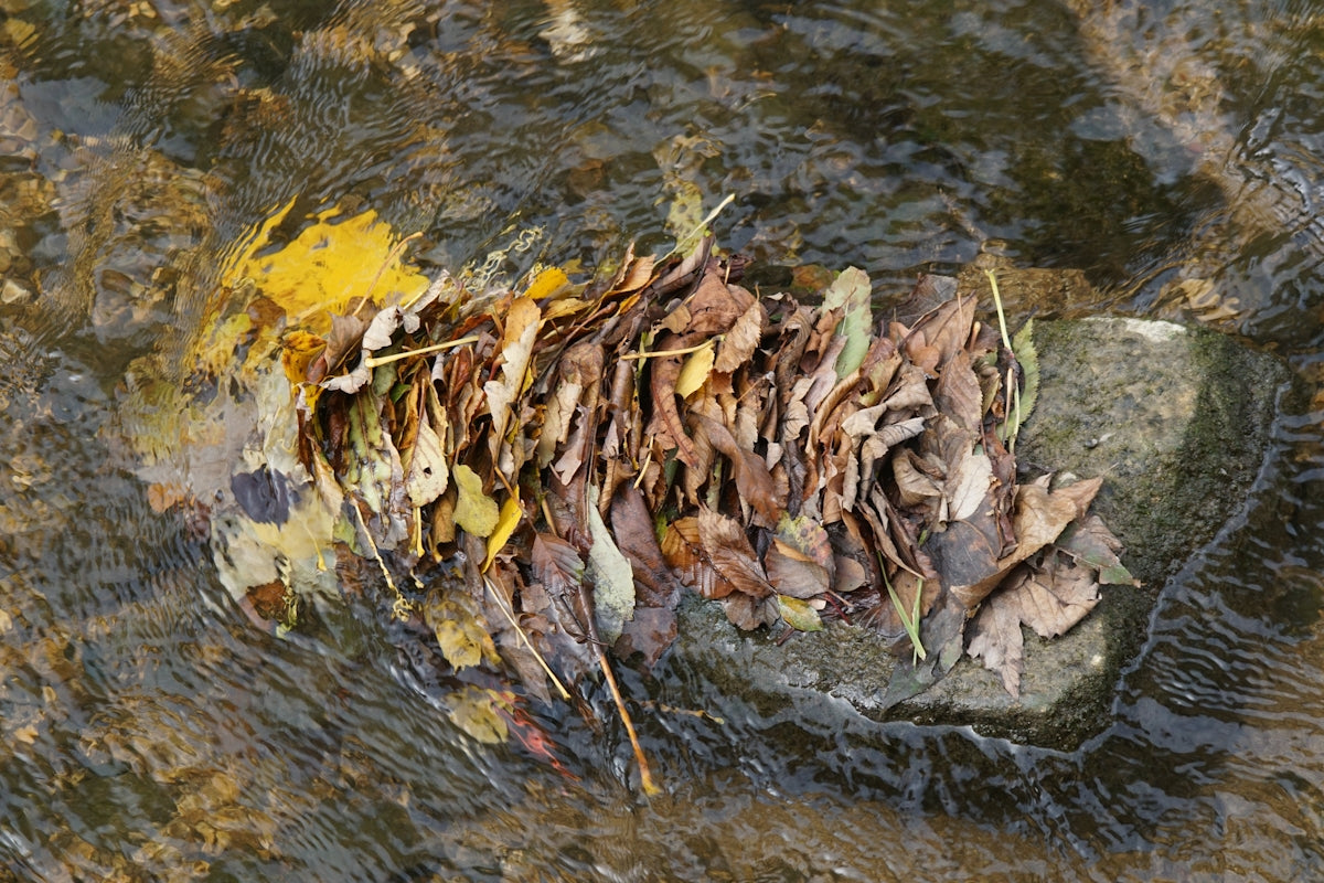 a pile of leaves sitting on top of a rock in a river