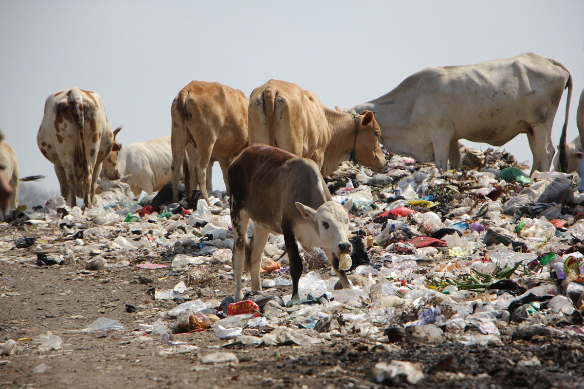 A herd of cattle standing on top of a pile of trash