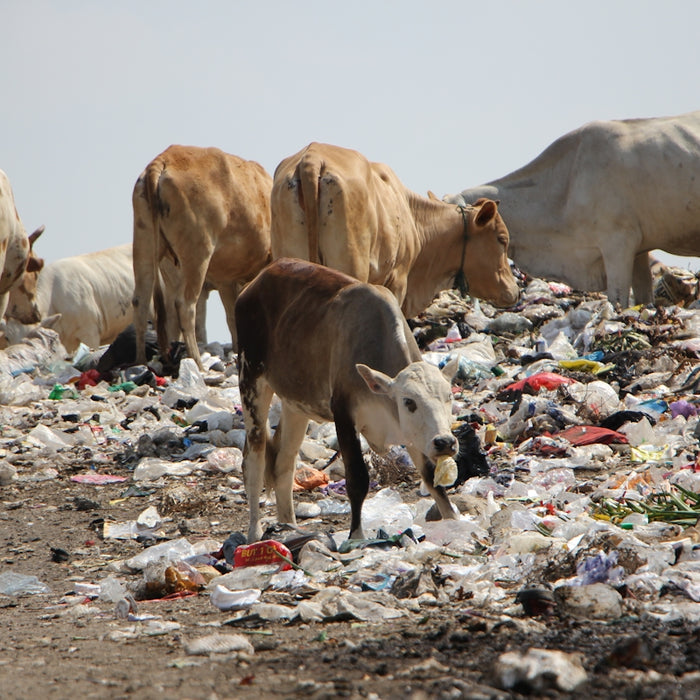A herd of cattle standing on top of a pile of trash