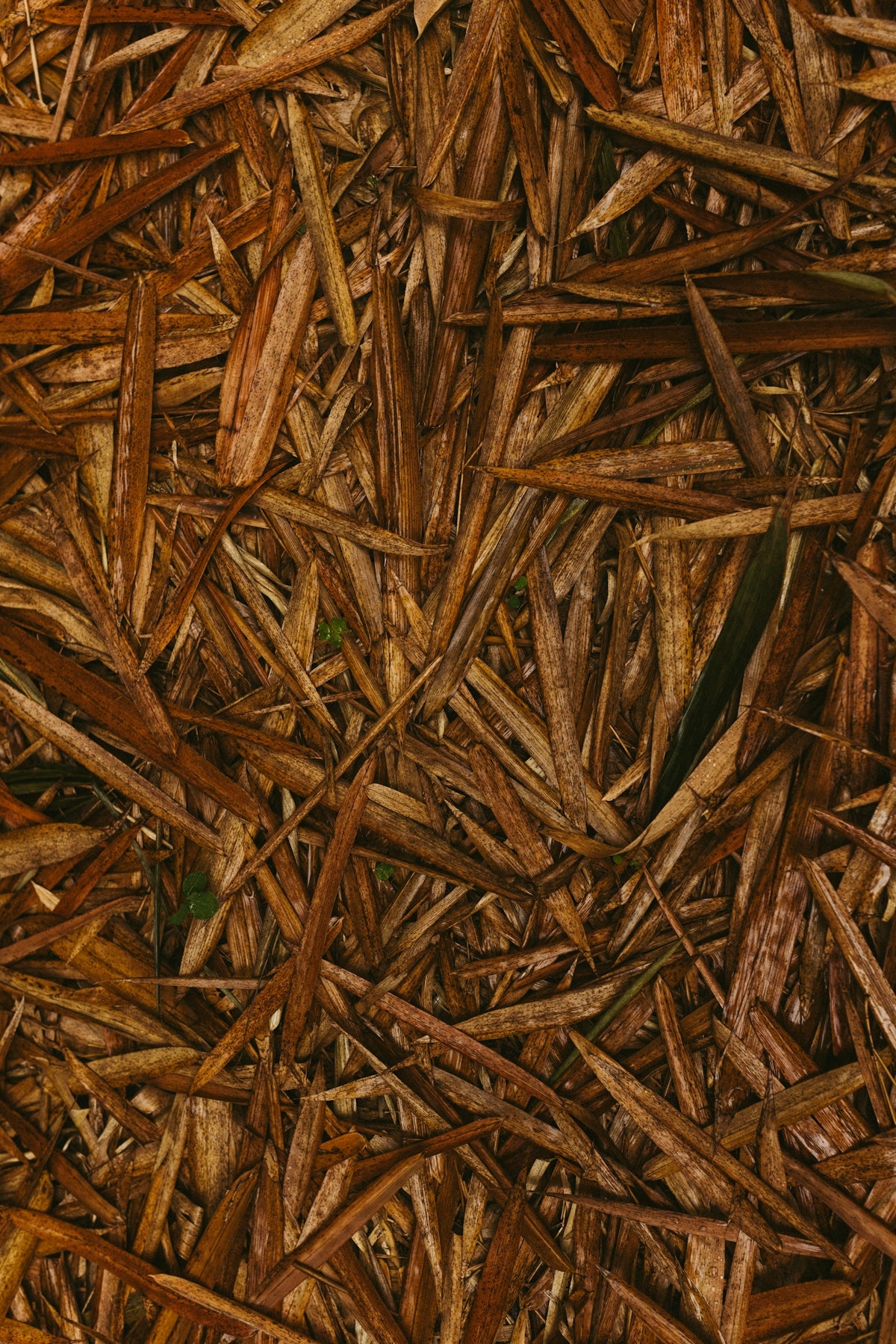 A close up of a pile of wood chips