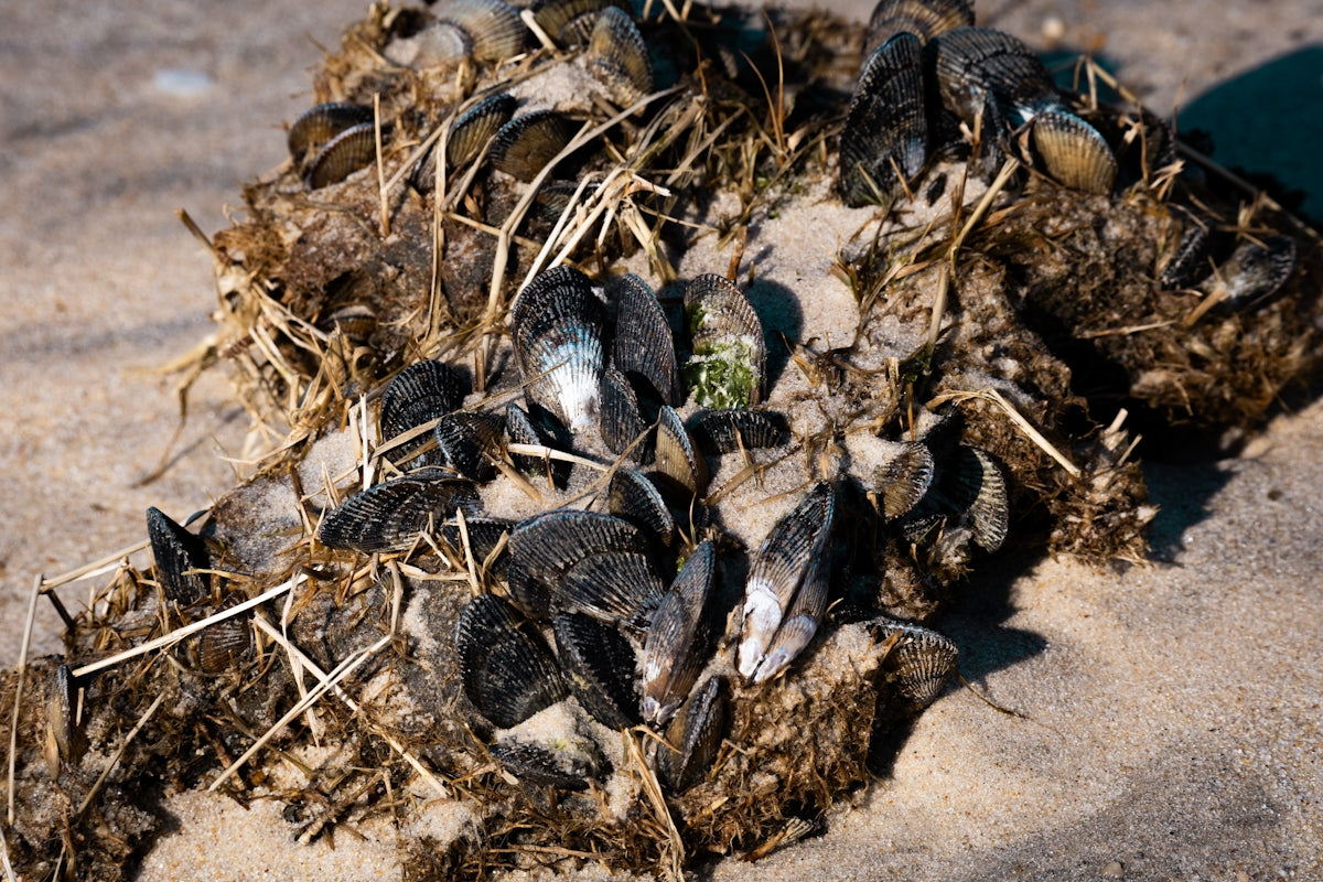 A bunch of dead birds that are laying in the sand