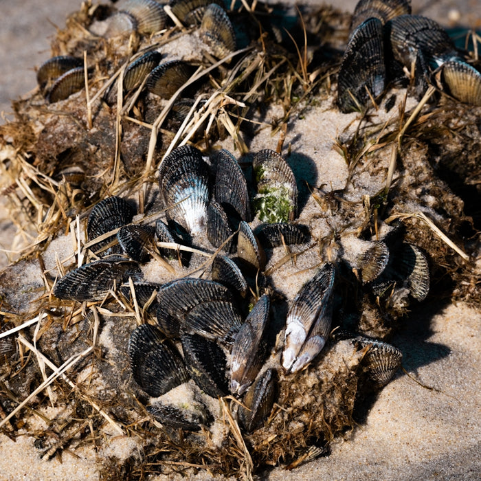 A bunch of dead birds that are laying in the sand