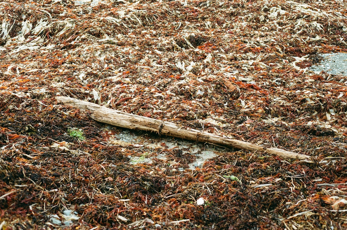 Driftwood and seaweed on a sandy beach