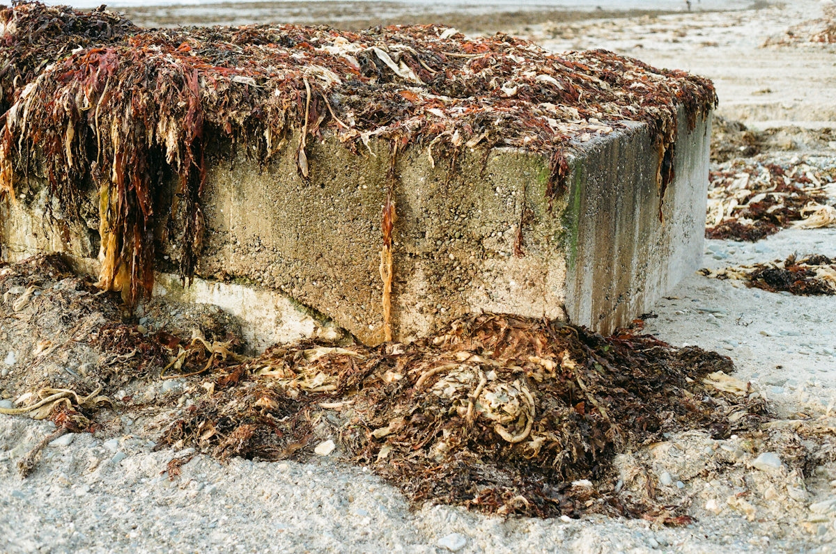 Concrete structure covered in seaweed and debris.