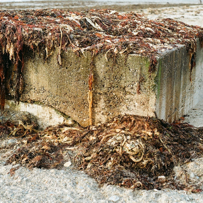 Concrete structure covered in seaweed and debris.