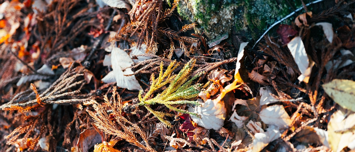 Dry leaves and pine needles on the forest floor.