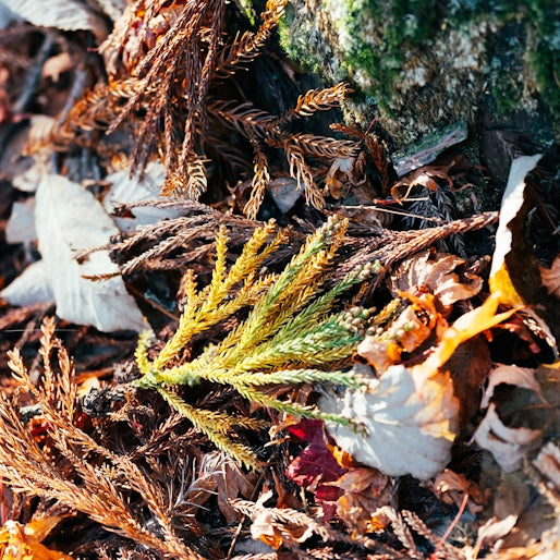 Dry leaves and pine needles on the forest floor.